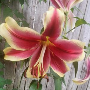Profile photo of Vikki Cooper